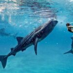1 bohol whale shark encounter 2 Bohol Whale-shark Encounter