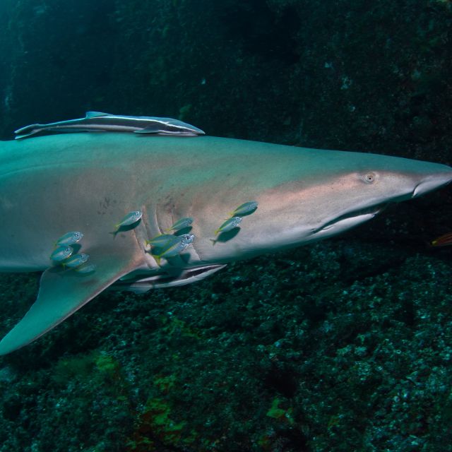 Bondi: Shark Dive at Bushrangers Bay for Certified Divers