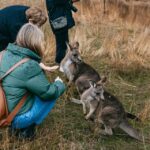 1 bonorong wildlife sanctuary half day tour from hobart Bonorong Wildlife Sanctuary Half-Day Tour From Hobart