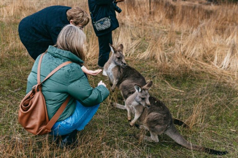 Bonorong Wildlife Sanctuary Half-Day Tour From Hobart