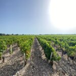 1 bordeaux saint emilion village with chateaus wine tasting Bordeaux: Saint Emilion Village With Chateaus & Wine Tasting