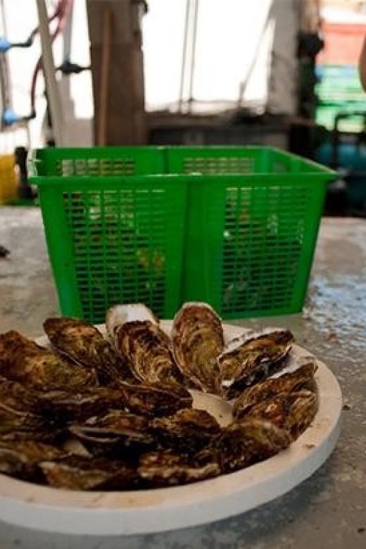 BOUZIGUES: TASTING VISIT TO AN OYSTER FACTORY