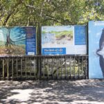 1 brisbane kangaroos birds and mangroves coastal tour Brisbane: Kangaroos, Birds and Mangroves Coastal Tour