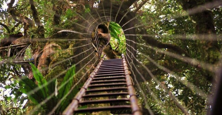 Brisbane: OReillys Tree Top Walk