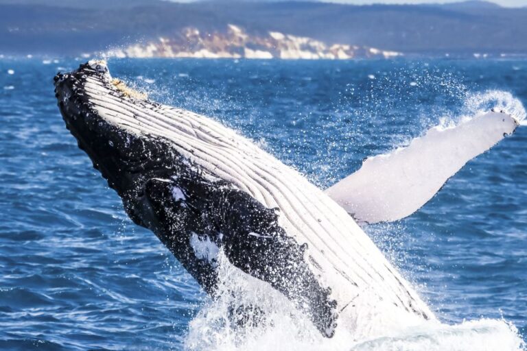 Brisbane: Whale Watching Cruise With Lunch