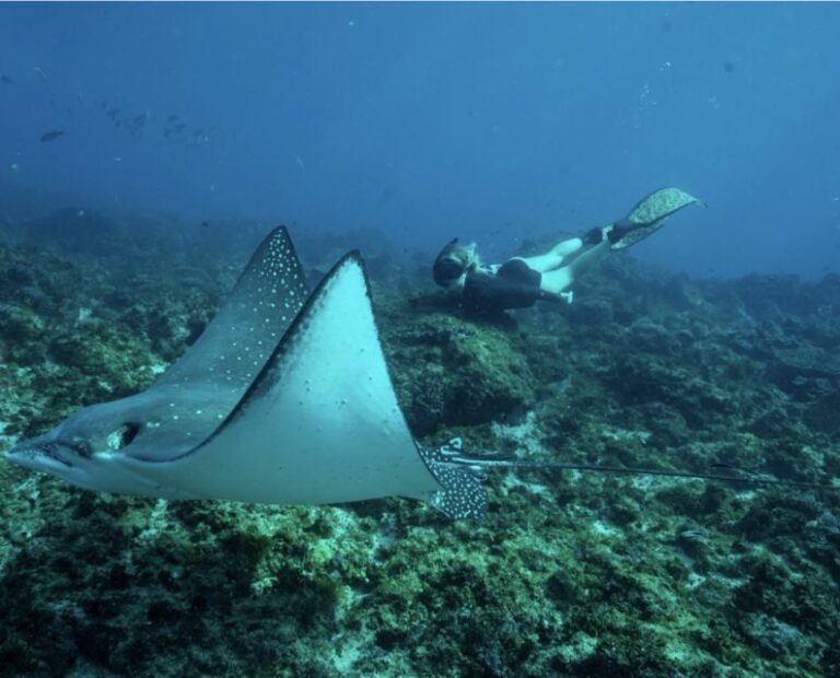 Brunswick Heads: Snorkeling Byron Bay Tour at Julian Rocks