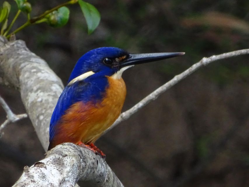 Brunswick River: Byron Sunset Eco Rainforest River Cruise