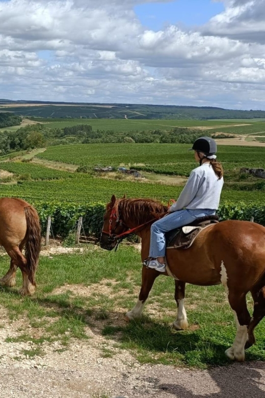 1 burgundy horse riding tour in chablis Burgundy : Horse Riding Tour in Chablis