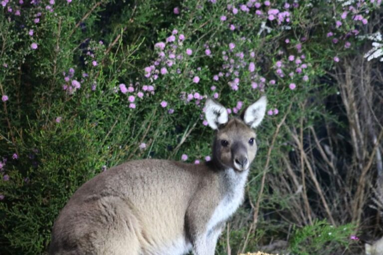 Busselton: Nocturnal Animal Tour