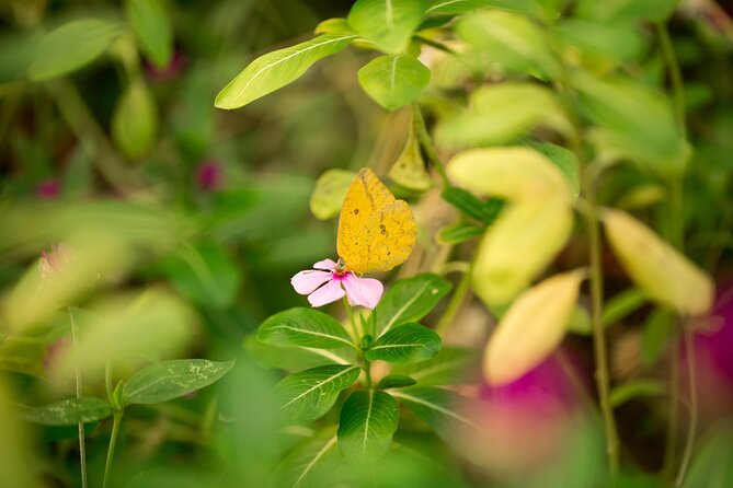 Butterfly Sanctuary Guided Tour in Puerto Vallarta