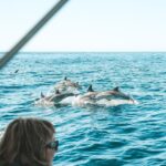 1 byron bay cruise with dolphins tour Byron Bay: Cruise With Dolphins Tour