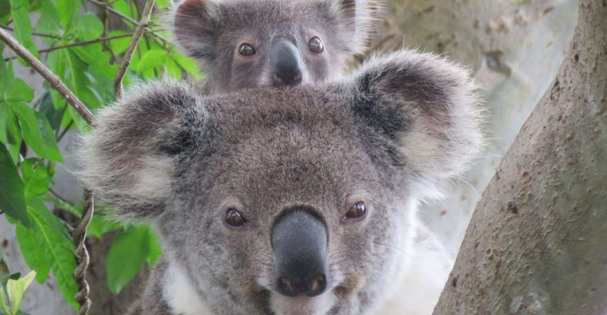 1 byron bay full day wildlife safari Byron Bay: Full-Day Wildlife Safari