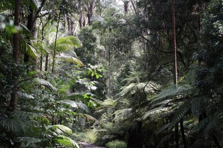 Byron Bay: Minyon Falls – Explore the Rainforest