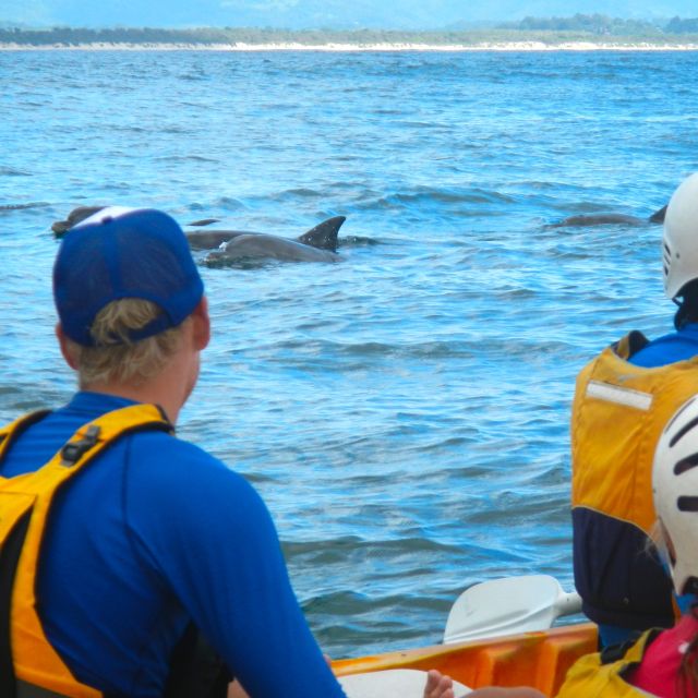 Byron Bay: Sea Kayak Tour With Dolphins and Turtles