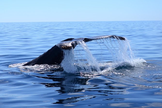 1 cabo private whale watching tour incl free photos whale sightings guarantee Cabo Private Whale Watching Tour - Incl FREE Photos & Whale Sightings Guarantee