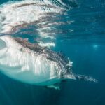 1 cabo san lucas to la paz whale shark full day snorkeling trip Cabo San Lucas to La Paz Whale Shark Full-Day Snorkeling Trip