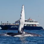 1 cabo san lucas whale watching lunch cruise Cabo San Lucas Whale Watching Lunch Cruise