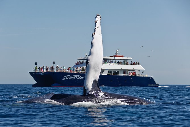 Cabo San Lucas Whale Watching Lunch Cruise