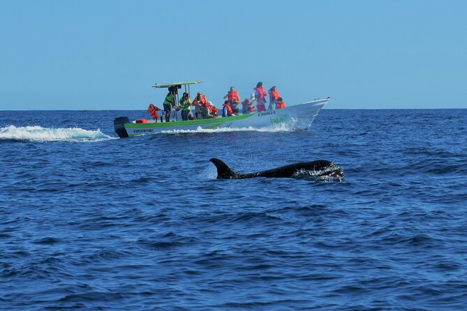 Cabo San Lucas Whale Watching Tour With Photos Included