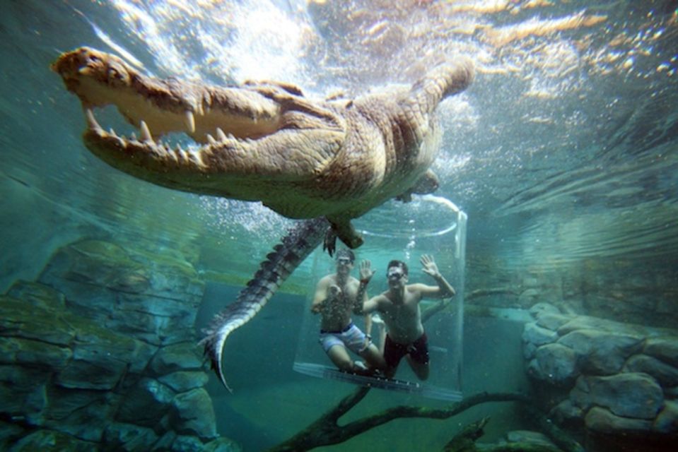 1 cage of death crocodile swim and entry to crocosaurus cove Cage Of Death Crocodile Swim and Entry to Crocosaurus Cove