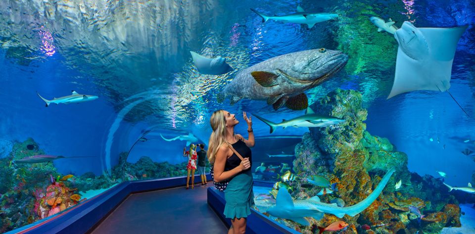 1 cairns aquarium turtle hospital and city sightseeing tour Cairns Aquarium Turtle Hospital and City Sightseeing Tour