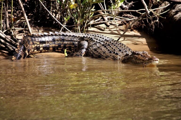 Cairns: Daintree Rainforest Wildlife Experience Cruise