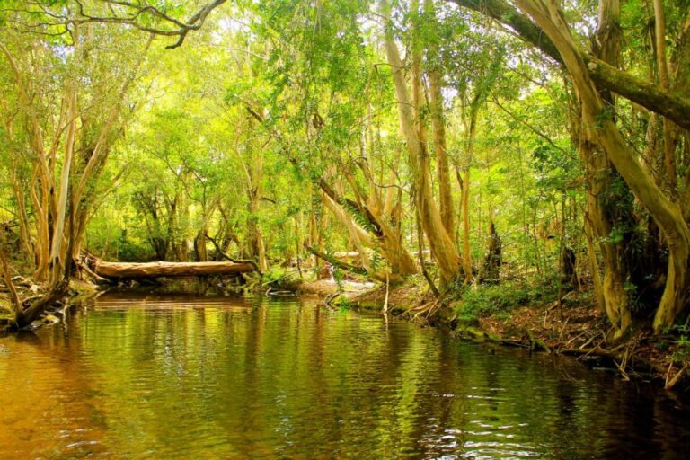 Cairns: Forest and Waterfalls Half-Day 4WD Guided Adventure