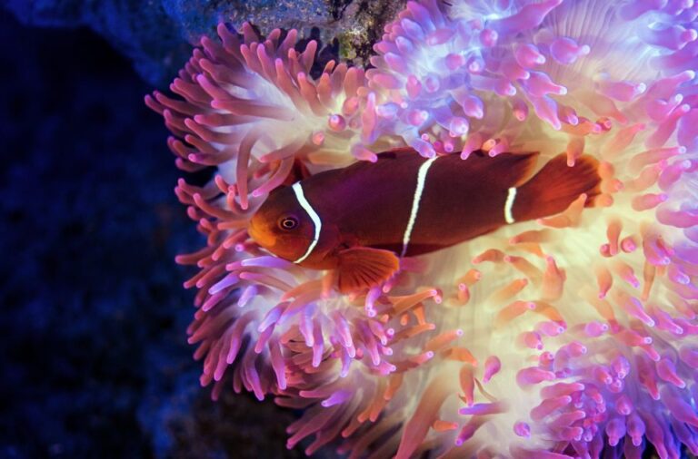 Cairns: Guided Twilight Tour of the Aquarium