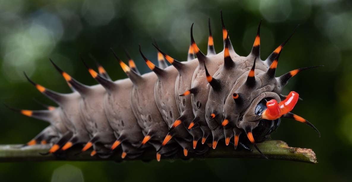 1 cairns insect photography tour of cairns botanic gardens Cairns: Insect Photography Tour of Cairns Botanic Gardens