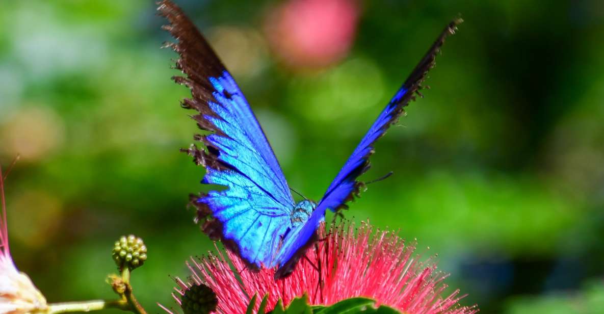 1 cairns paronella lake barrine millaa millaa falls tour Cairns: Paronella, Lake Barrine & Millaa Millaa Falls Tour