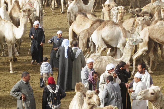 1 cairo unusual day tour visit camel market in birqash Cairo Unusual Day Tour Visit Camel Market in Birqash