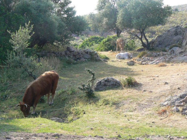 Calvi: Asco Valley 4×4 Day Tour With Guide