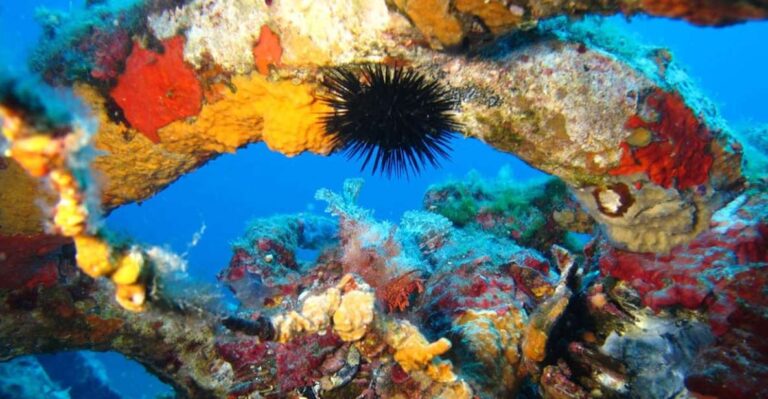 Calvi: PE40 Certificate Diving Lesson With Instructor