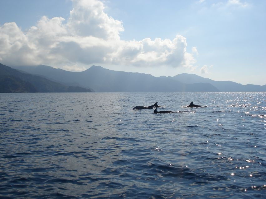 Calvi: Scandola and Piana Guided Boat Tour