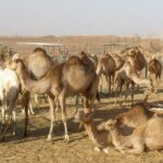 1 camel farm visit dubai uae Camel Farm Visit - Dubai UAE