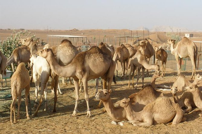 Camel Farm Visit – Dubai UAE