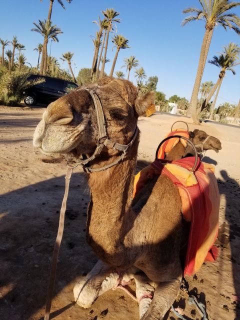 Camel Ride Tour in Palmerie of Marrakech