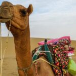 1 camel safari in thar desert Camel Safari in Thar Desert