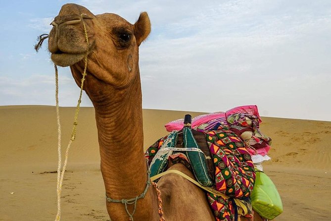 1 camel safari in thar desert Camel Safari in Thar Desert