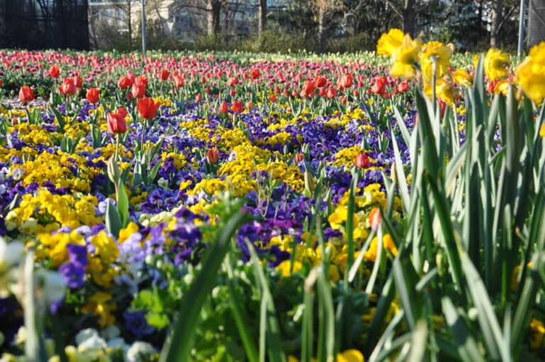 Canberra: Guided Tour of Floriade Festival With Transfers