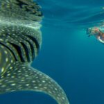 1 cancun whale shark tour with transportation Cancun Whale Shark Tour With Transportation