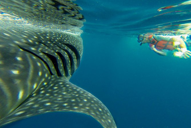 1 cancun whale shark tour with transportation Cancun Whale Shark Tour With Transportation