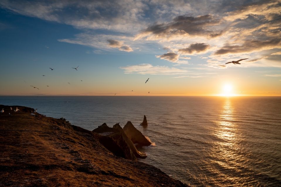 1 cape kidnappers gannet colony exclusive sunrise tour Cape Kidnappers: Gannet Colony Exclusive Sunrise Tour