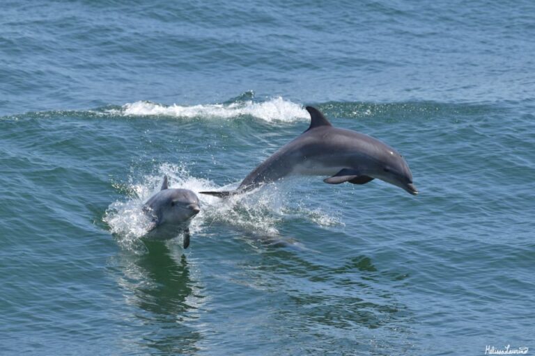 Cape May: Dolphin and Bird Watching Cruise