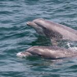 1 cape may sunset dolphin watching cruise with food Cape May: Sunset Dolphin Watching Cruise With Food