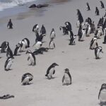 1 cape of good hope and penguins small group full day Cape of Good Hope and Penguins - Small Group - Full Day