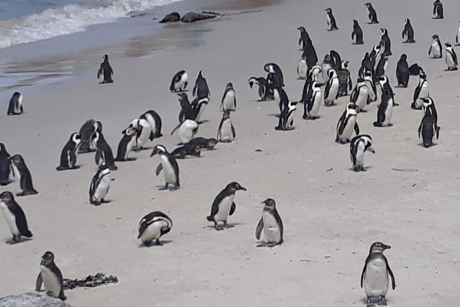 Cape of Good Hope and Penguins – Small Group – Full Day