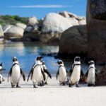 1 cape of good hope penguins full day tour from the mother city cape town Cape of Good Hope & Penguins Full Day Tour From (The Mother City) Cape Town.