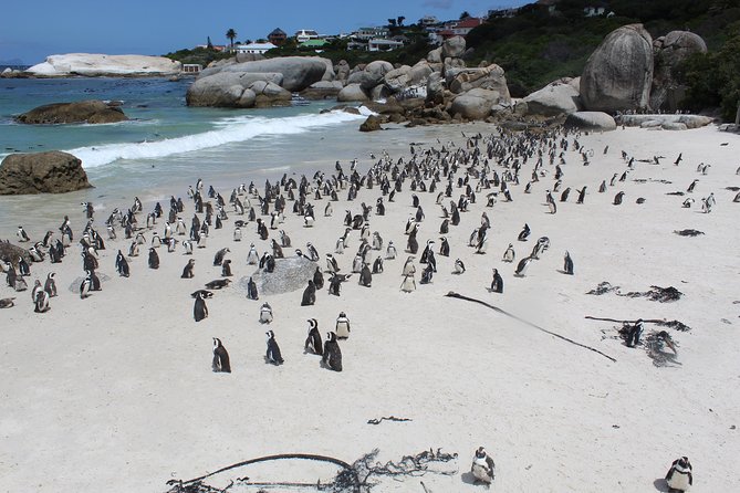 1 cape of good hope penguins private tour from cape town full day Cape of Good Hope, Penguins Private Tour From Cape Town Full Day