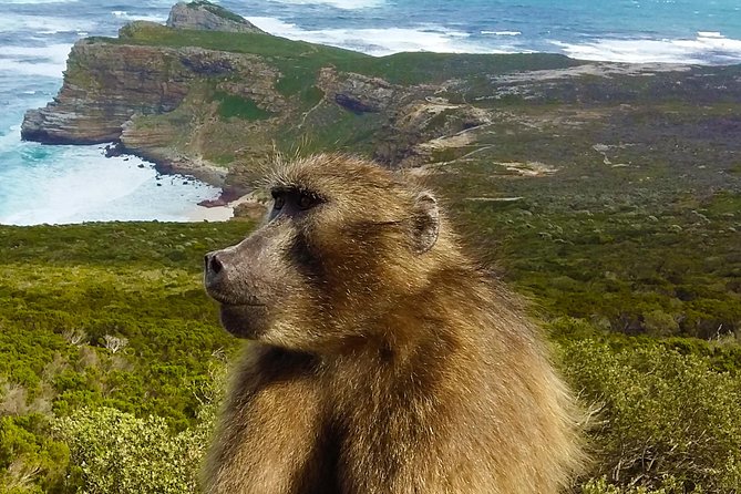 1 cape point good hope private tour seal island penguins Cape Point, Good Hope Private Tour, Seal Island, Penguins